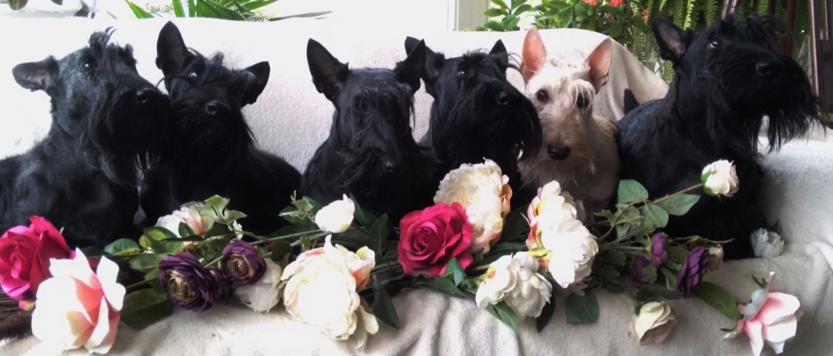 Honden van kennel Aoleon's op de bank met bloemen