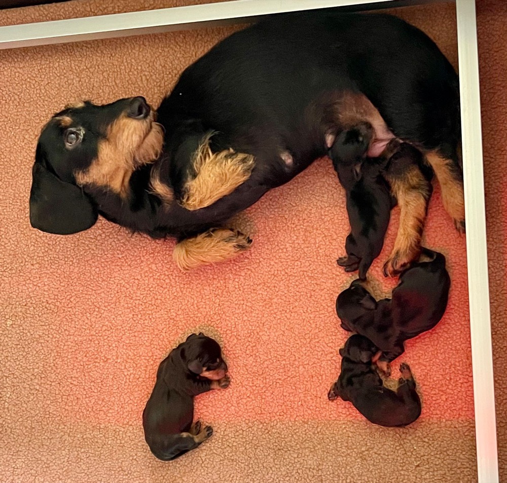 Moederhond met het nestje ruwhaar dwergteckeltjes