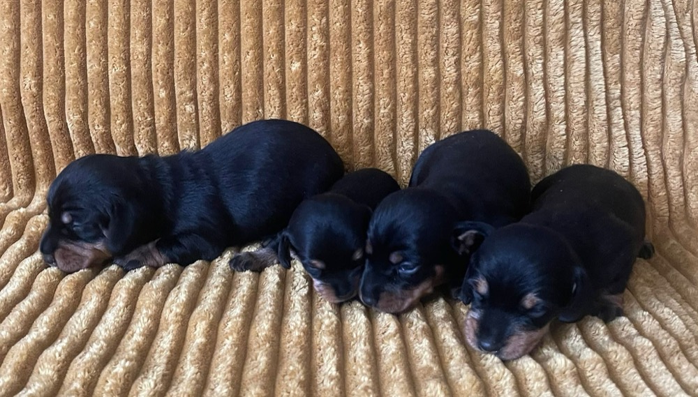Vier ruwhaar dwergteckel pups black and tan