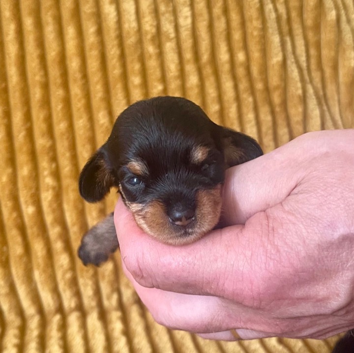 Ruwhaar dwergteckel pup black and tan